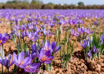 Saffron growers begin harvest amid fears of declining production