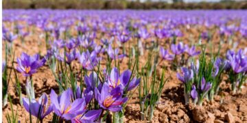Saffron growers begin harvest amid fears of declining production